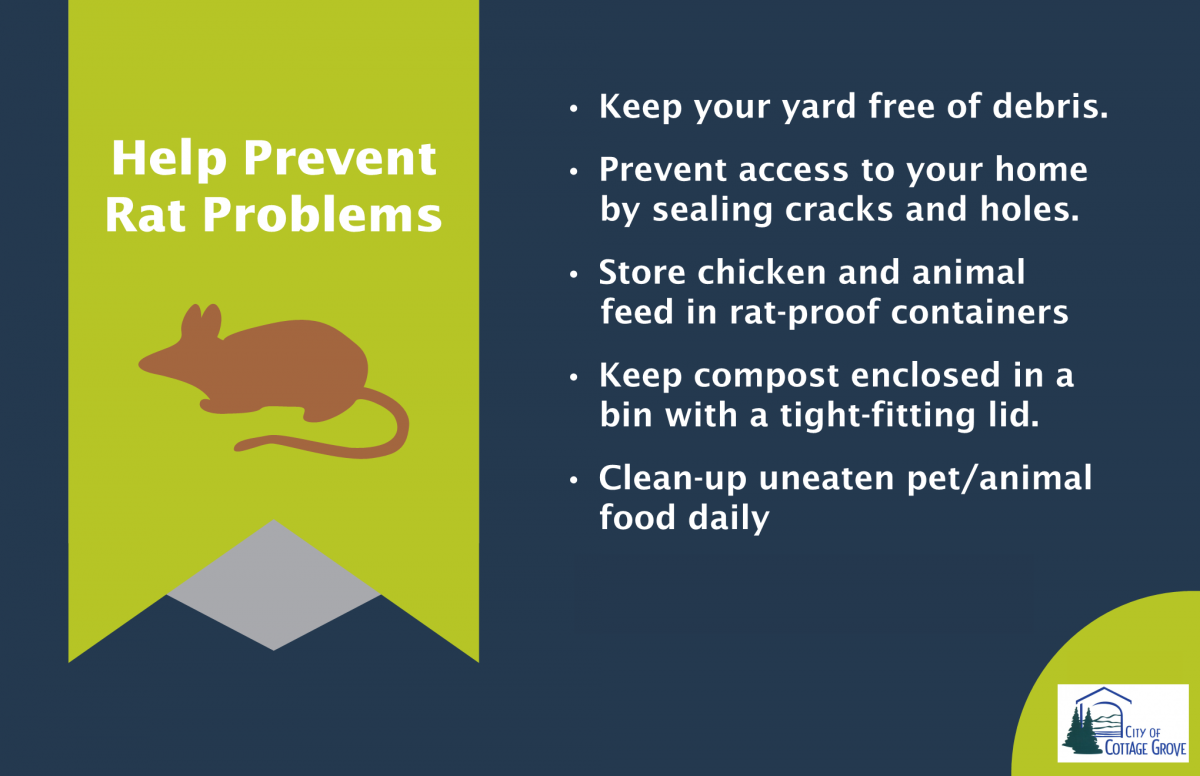 Help Prevent Rat Problems